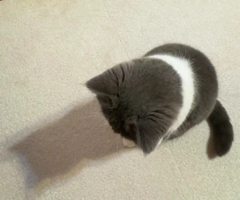 座って床を見ている猫