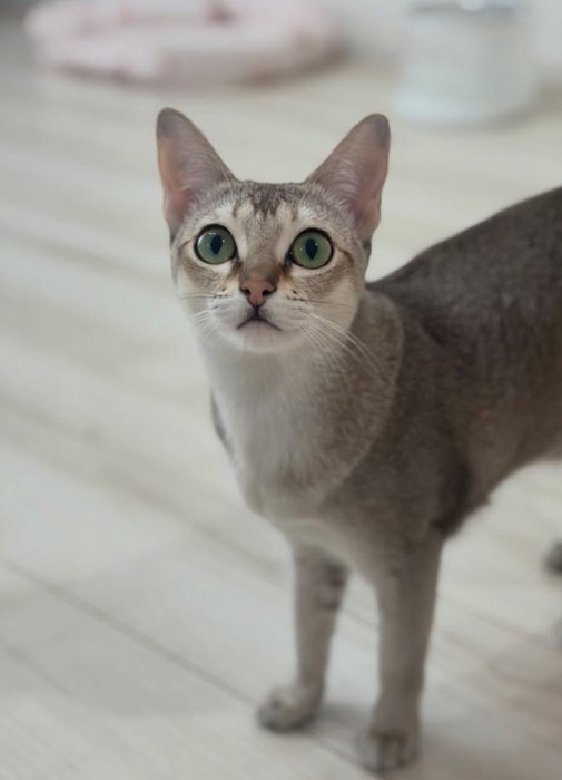 お尻が切れた猫の写真