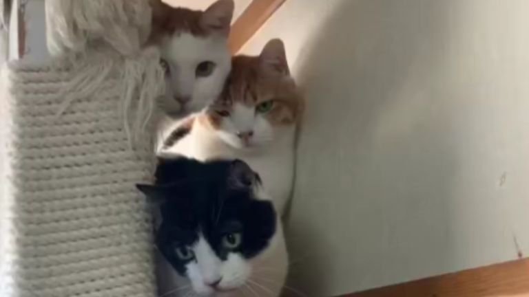 隠れている猫たち