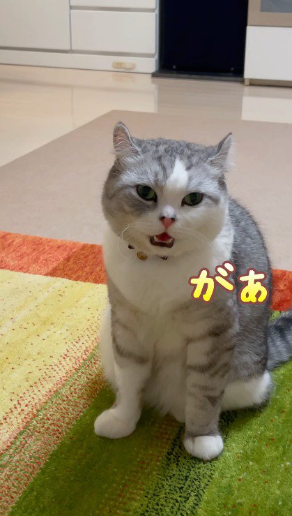 口が半開きになっている猫