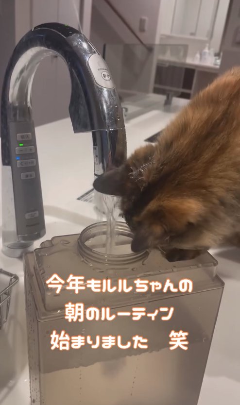 水を入れているタンクの中身を覗き込む猫