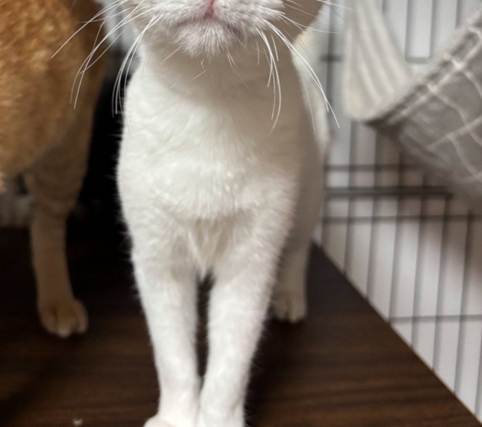 体がほっそりしている白猫