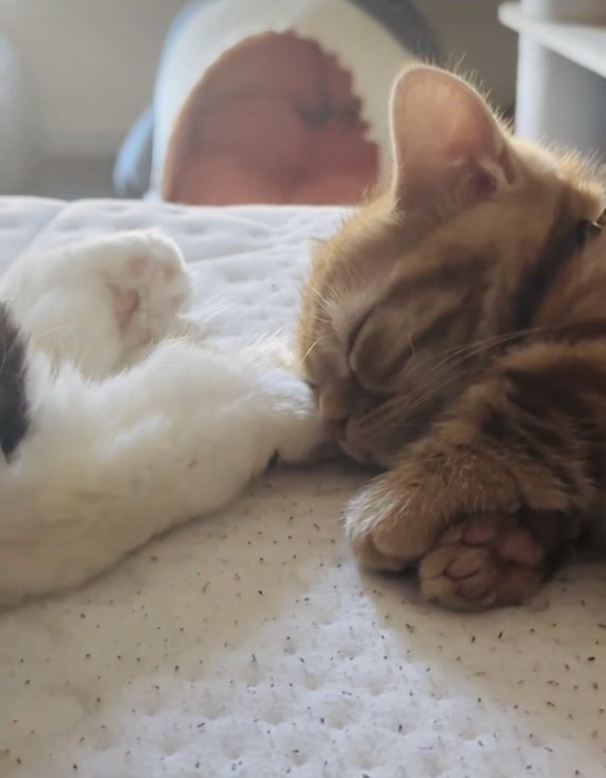 スコティッシュフォールドの足先に顔をくっつけて寝るマンチカン