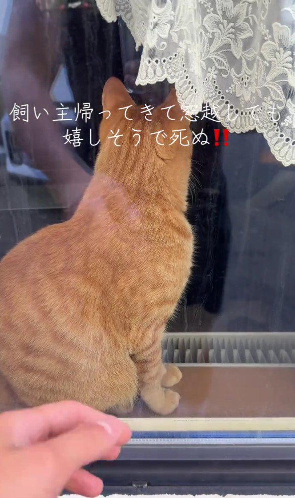 窓の向こうの猫