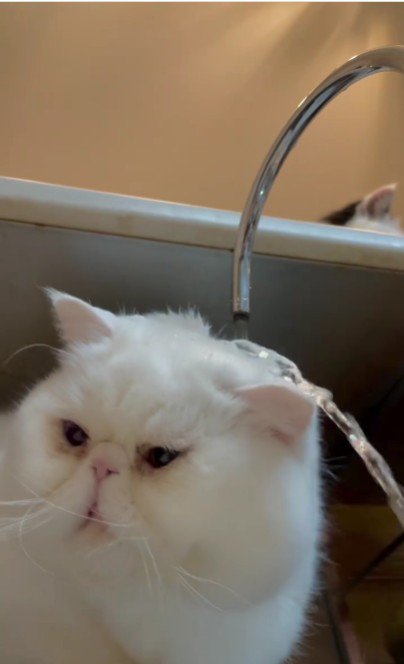 水遊びをする猫