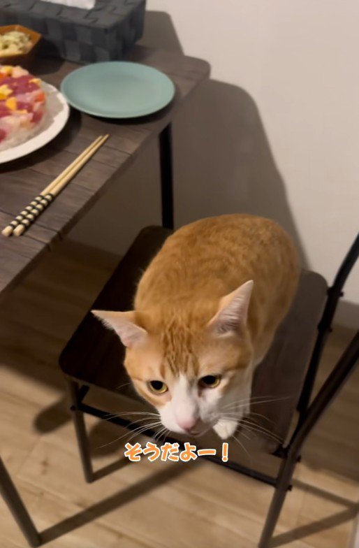 椅子の上で鳴いている猫