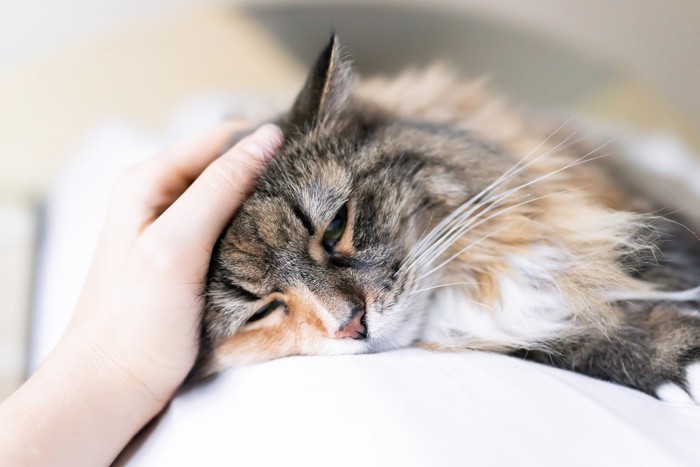 猫の頭を撫でる人の手