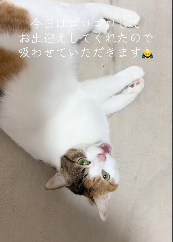鳴く猫