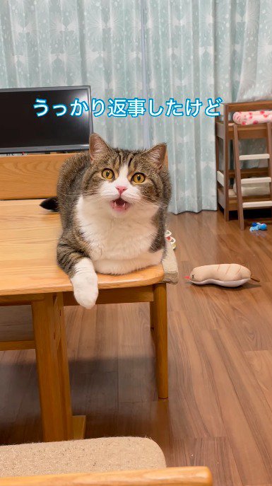 飼い主に話しかけられて口を開ける猫