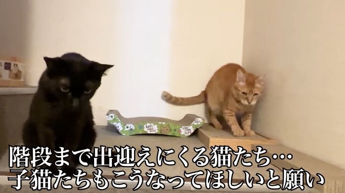 階段までくる大人猫