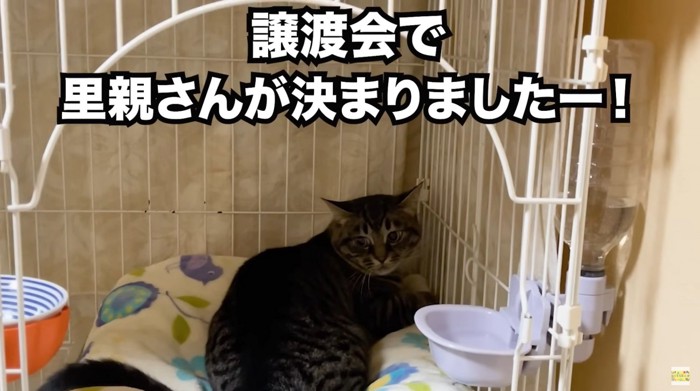 里親が決まりました