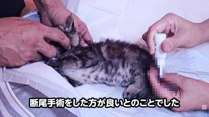 テロップ「断尾手術を～」