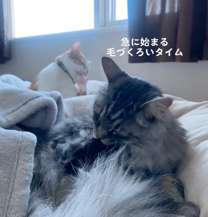 毛繕いする猫