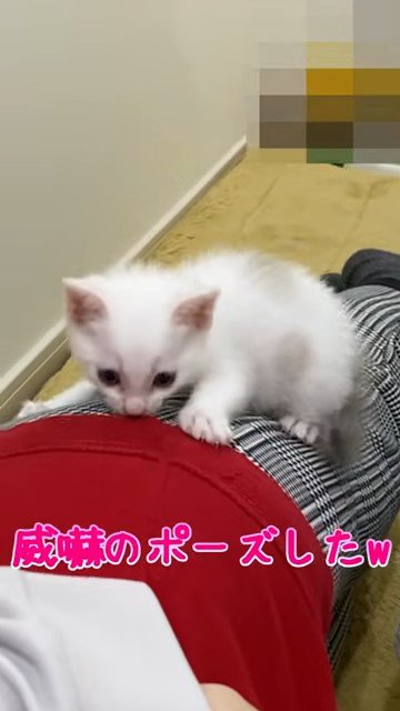 人の上に乗る子猫