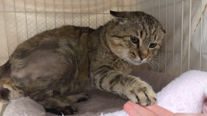 パンチするたこやきくん