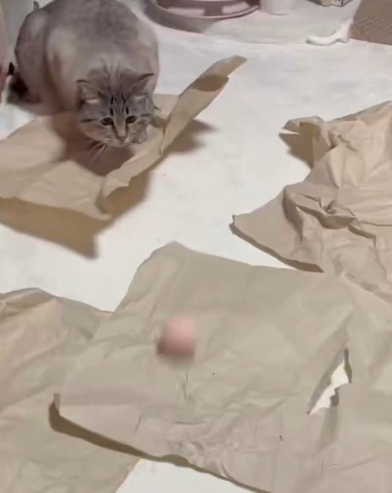 ボールを狙う猫