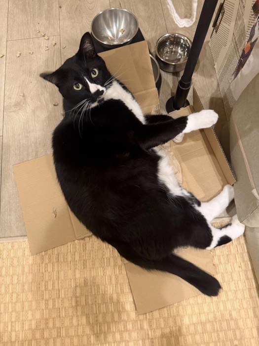 段ボールの上の白黒猫