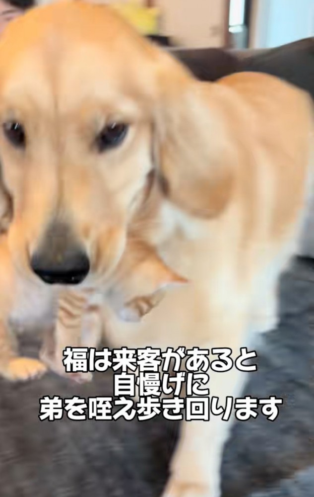 口に子猫をくわえる大型犬