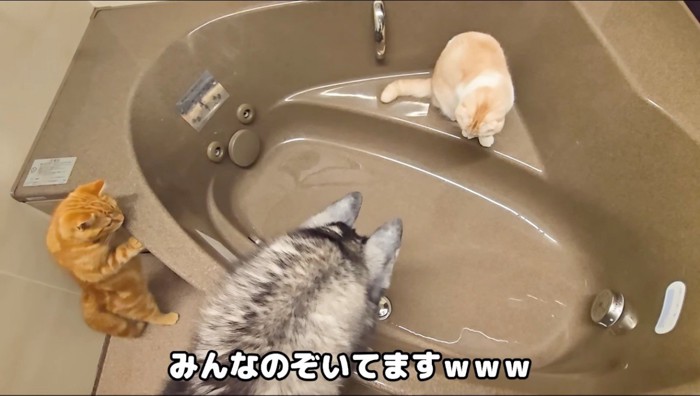 浴槽に貼られていくお湯を見つめるクリーム色の猫
