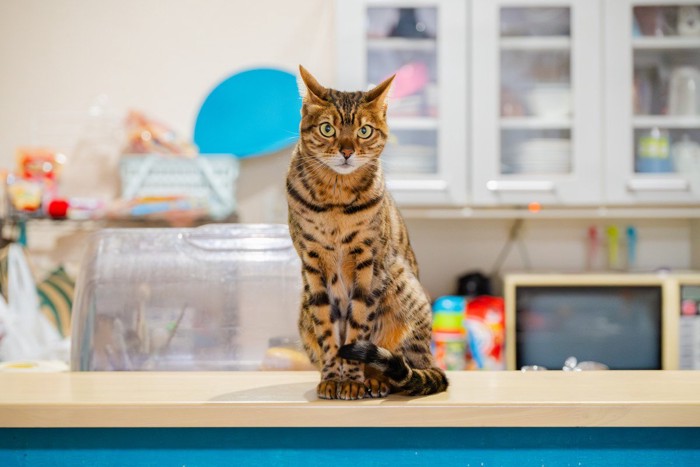 こちらを見つめる猫