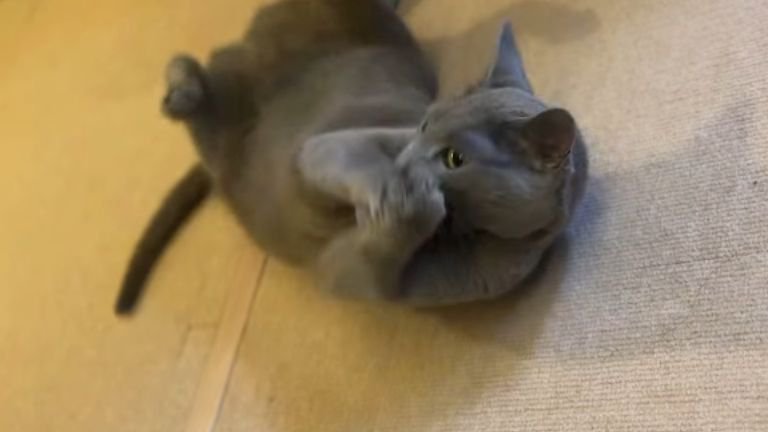 ボール遊びしている猫