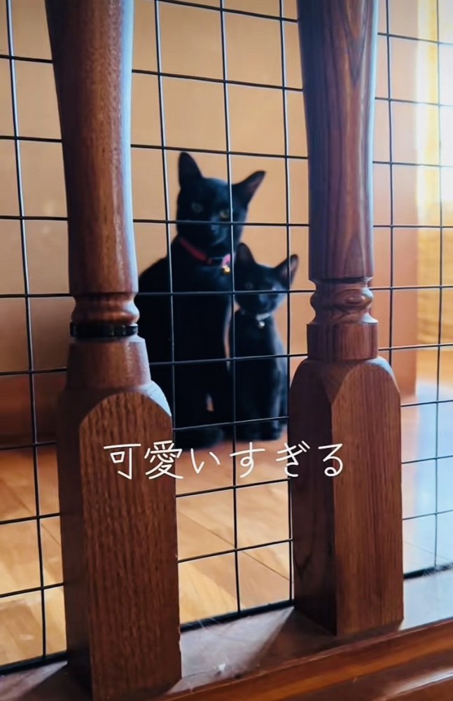 階段の上でパパを出迎える2匹の黒猫