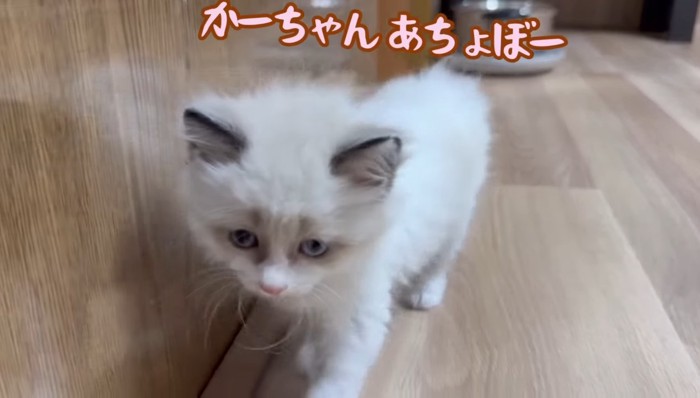 かーちゃんあちょぼー