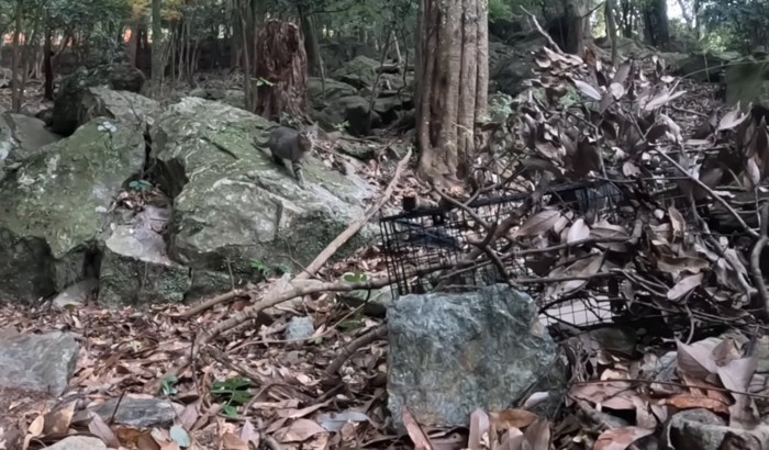 捕獲器を設置した場所に来る猫