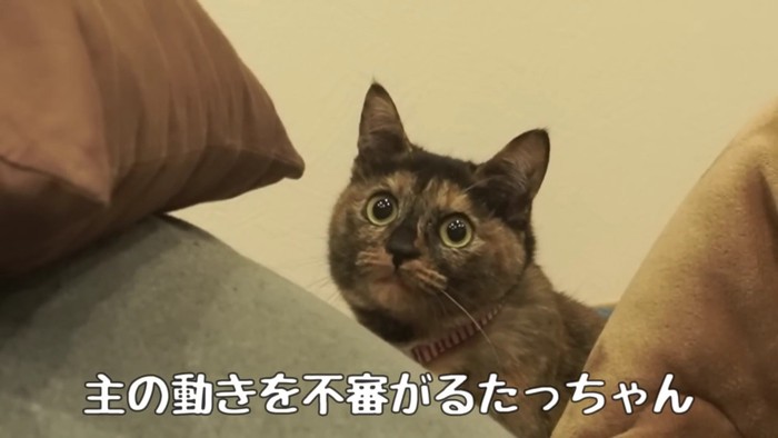 首をかしげて見つめる猫