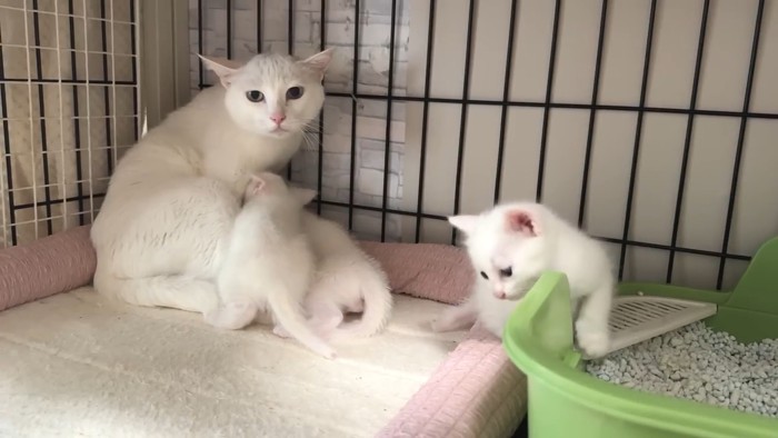 帰宅した子猫たち