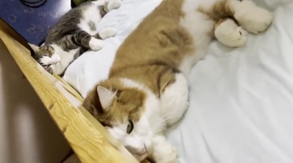 ベッドに寝転がっている猫