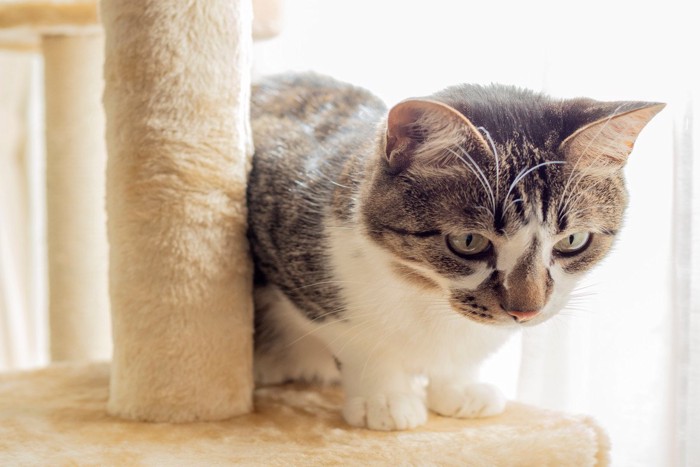 キャットタワーで遊ぶ猫