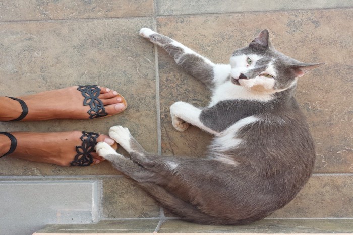 玄関で防御する猫