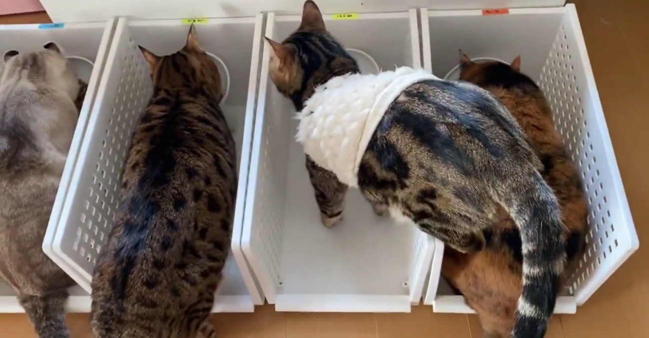 ごはんを食べる猫