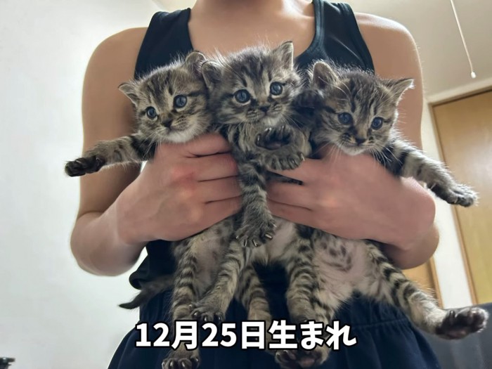 抱っこされる子猫たち