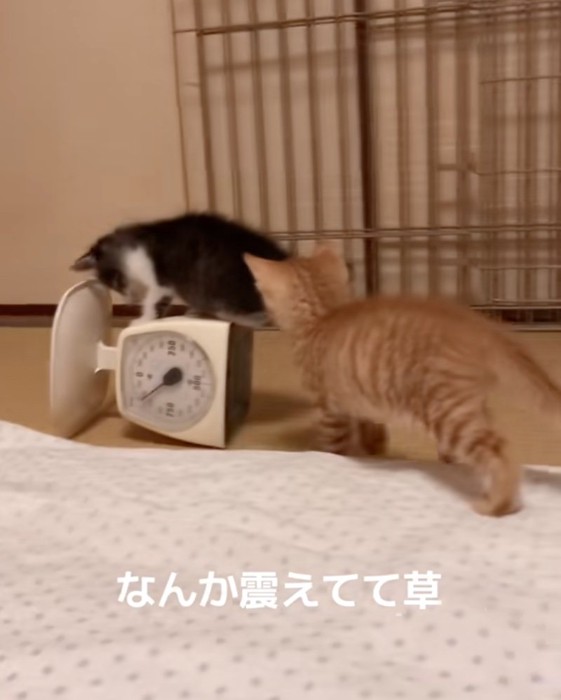 はかりの上に乗る子猫