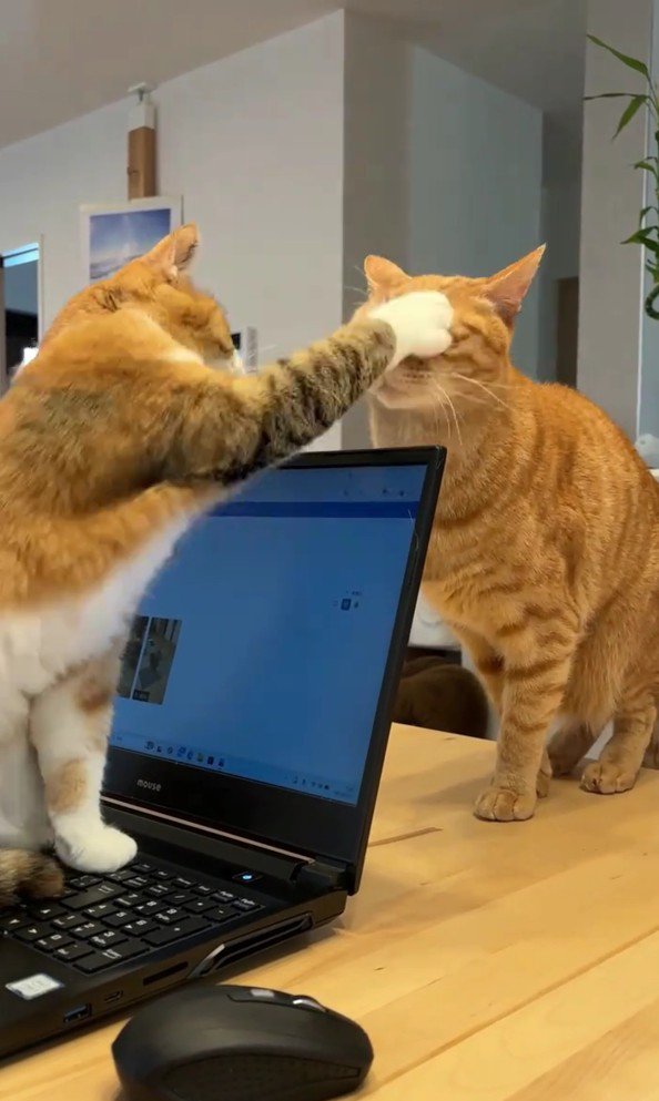 猫パンチをするきなこちゃん