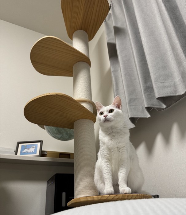 キャットタワーにおすわりする猫