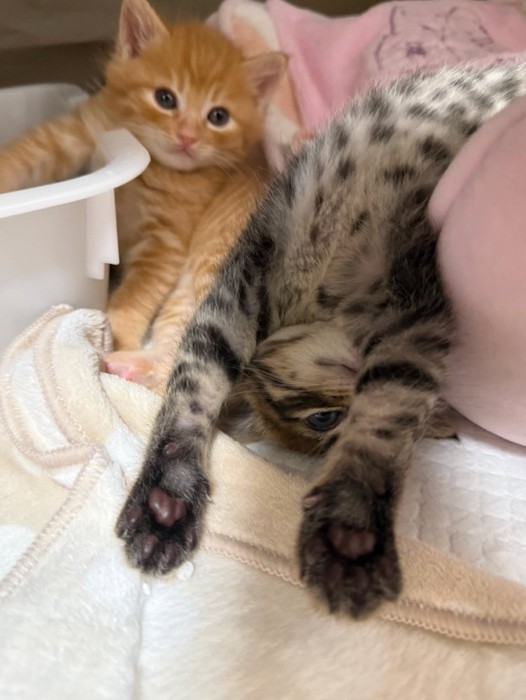 仰向けで眠る子猫