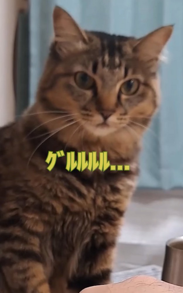 唸り声を出す猫