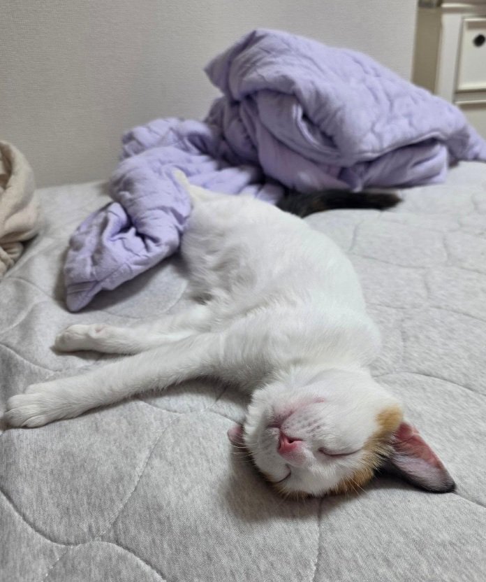 爆睡する猫