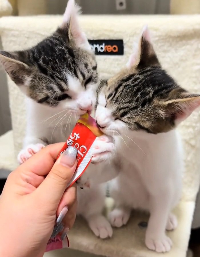 おやつを食べる2匹の猫