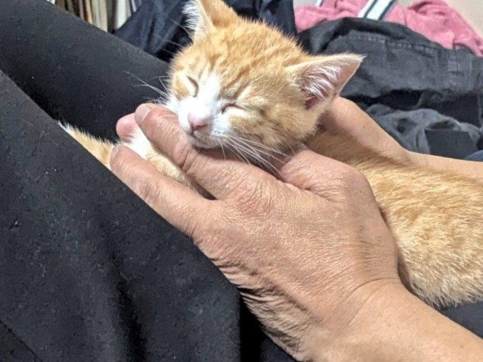両手で支えてもらってすっかり気持ちよくなって眠り始める子猫