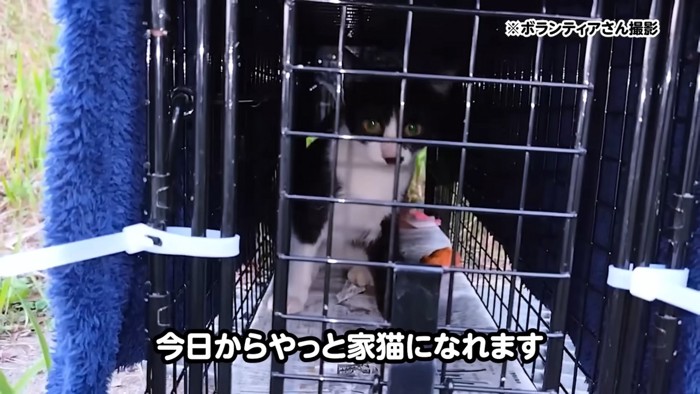 捕獲器の中にいる子猫