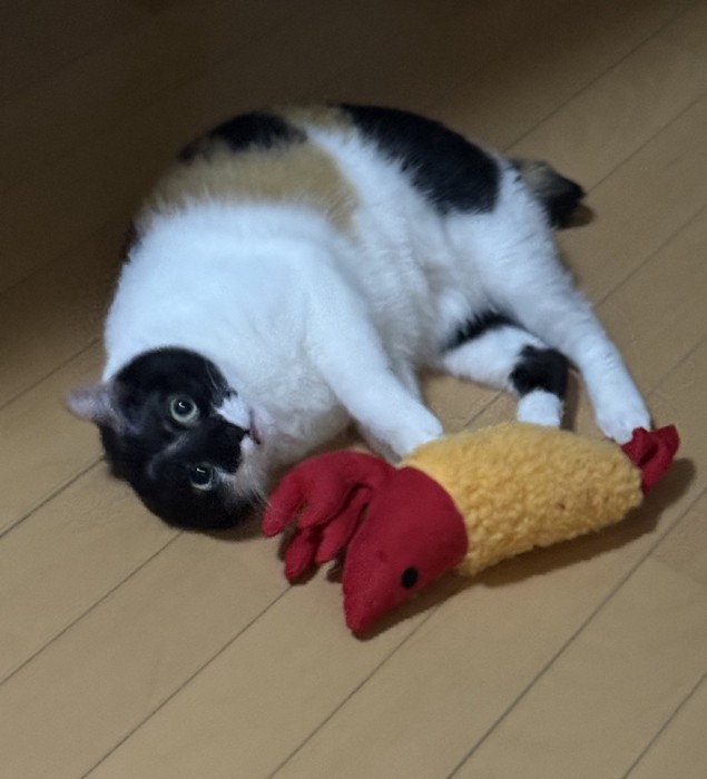 飼い主さんを見る雷十太ちゃん