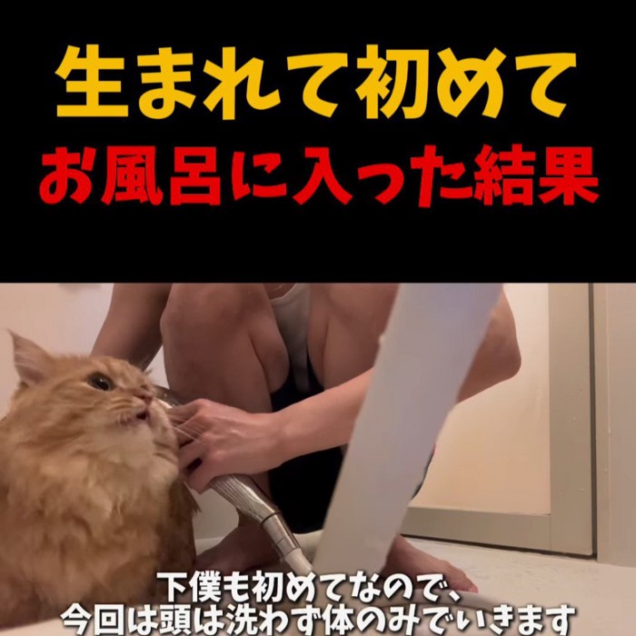 横を向いて鳴く猫