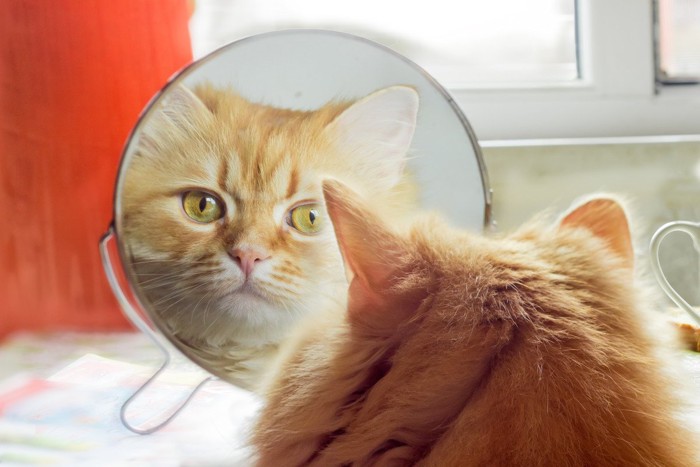 猫と鏡