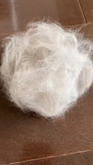 丸められた猫の抜け毛