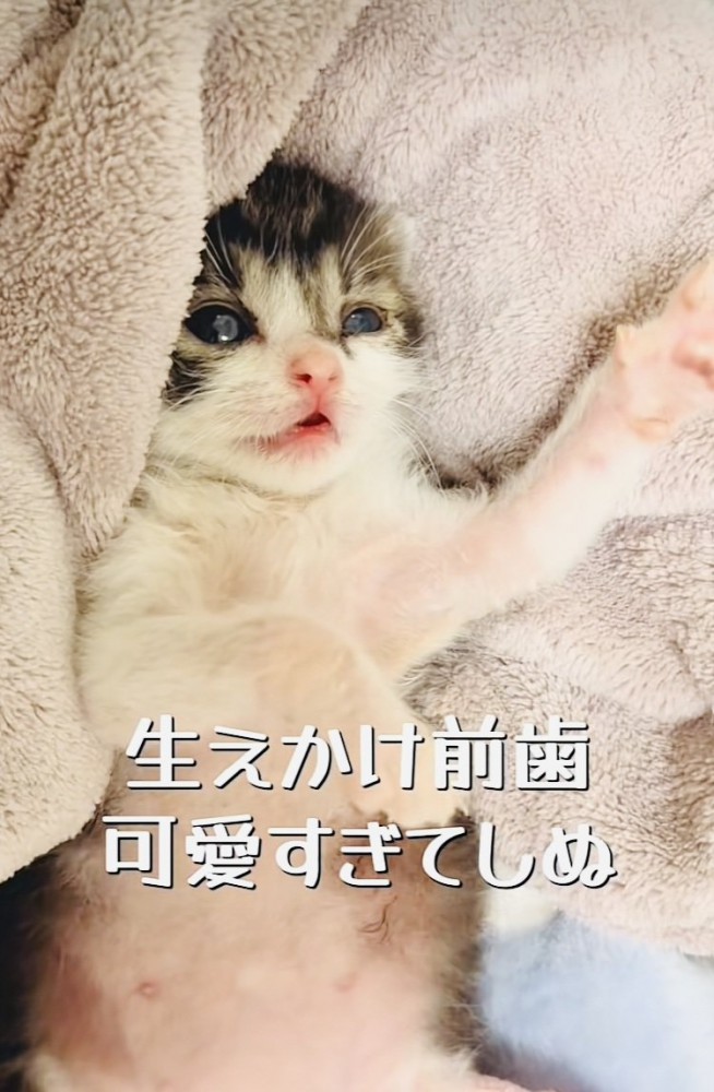 毛布の上で仰向けに寝る赤ちゃん猫