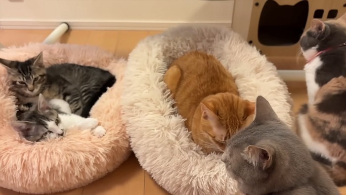 たくさんの猫たち